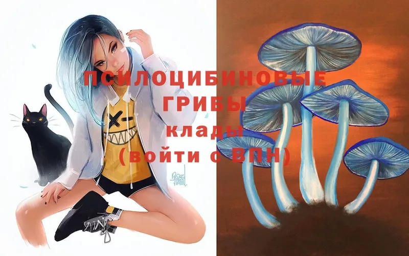 сколько стоит  Боровичи  Псилоцибиновые грибы Psilocybe 